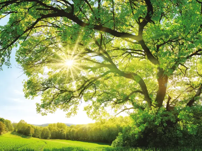 Product illustration MUZ-RZ